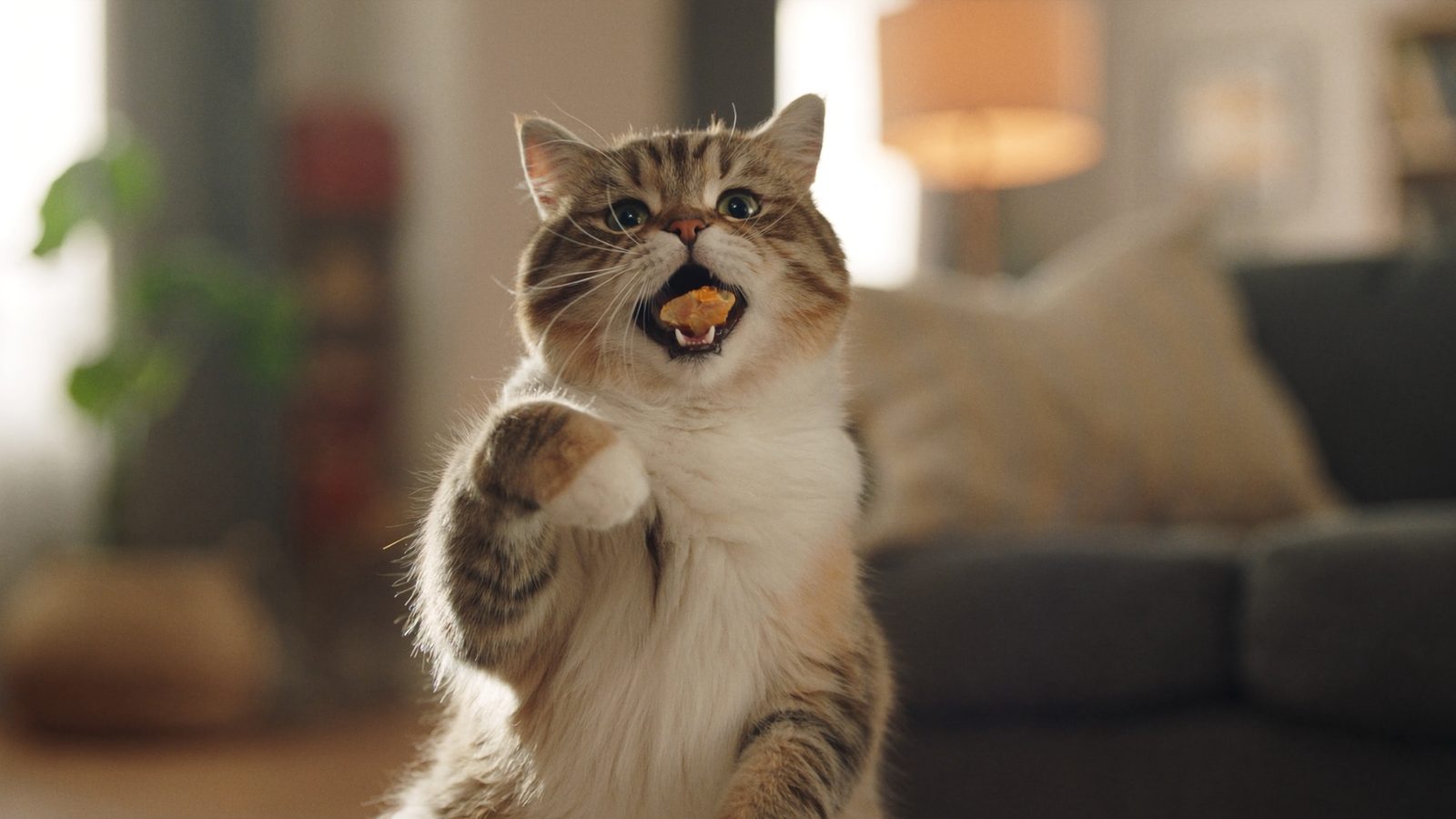 Por que necesitas mi gato no quiere comer causas y solucione