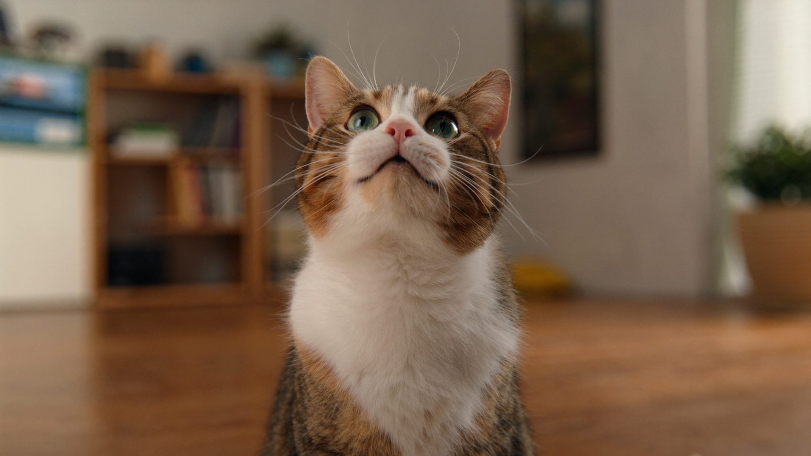 Por que necesitas royal canin vs hills para gatos cual es me
