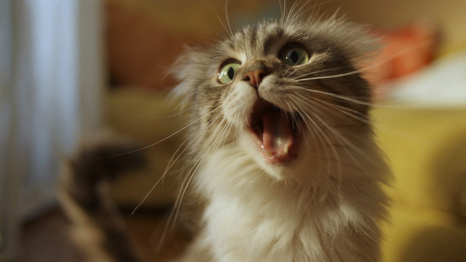 Por que necesitas ultima para gatos ingredientes y opinion s