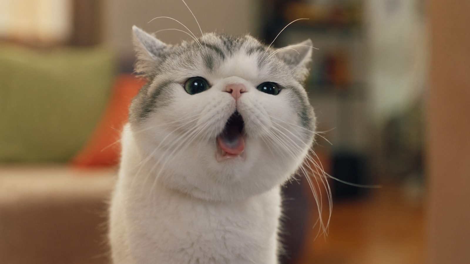 Que tener en cuenta royal canin vs hills para gatos cual es