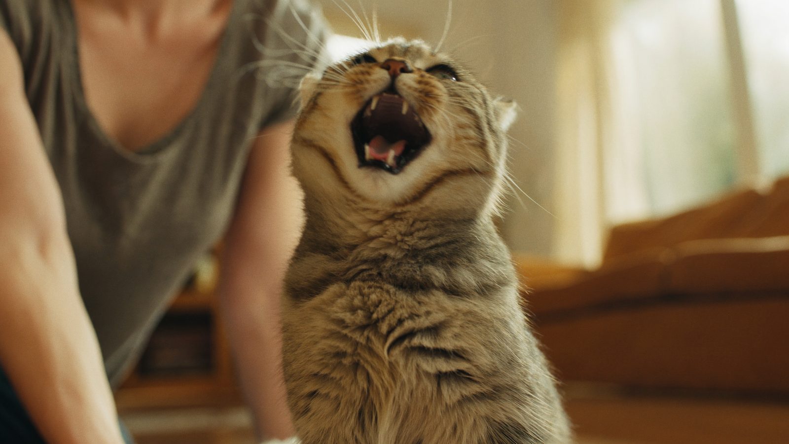 Royal canin anallergenic gato