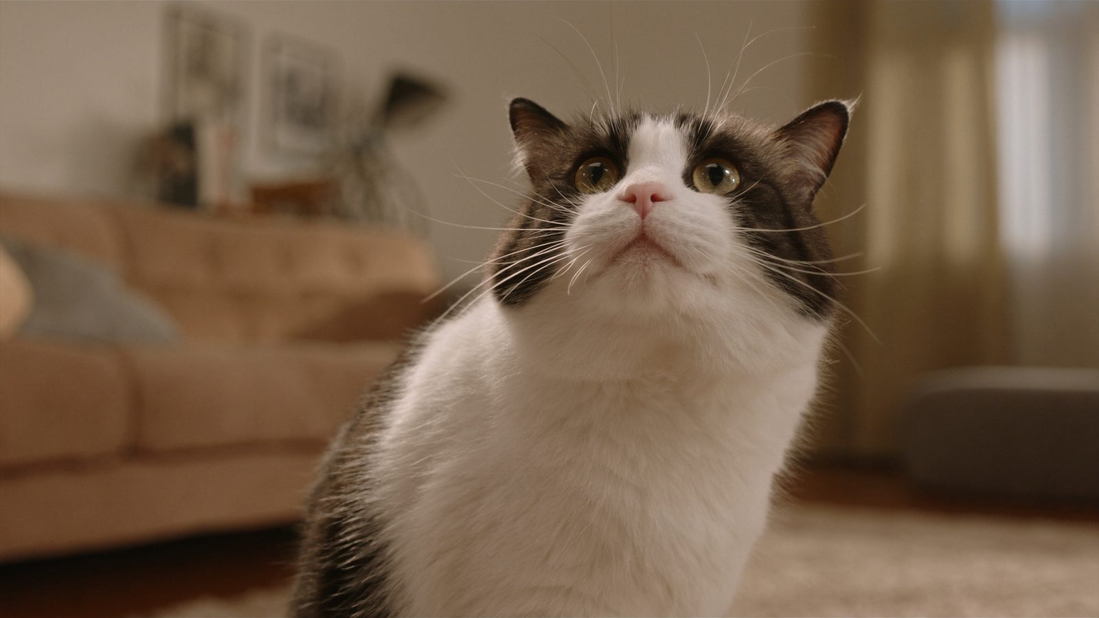 Royal canin early renal gatos
