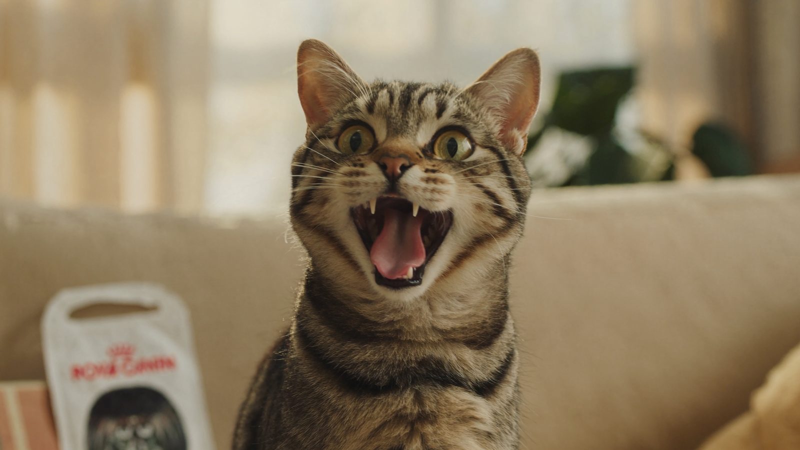 Royal canin gatos