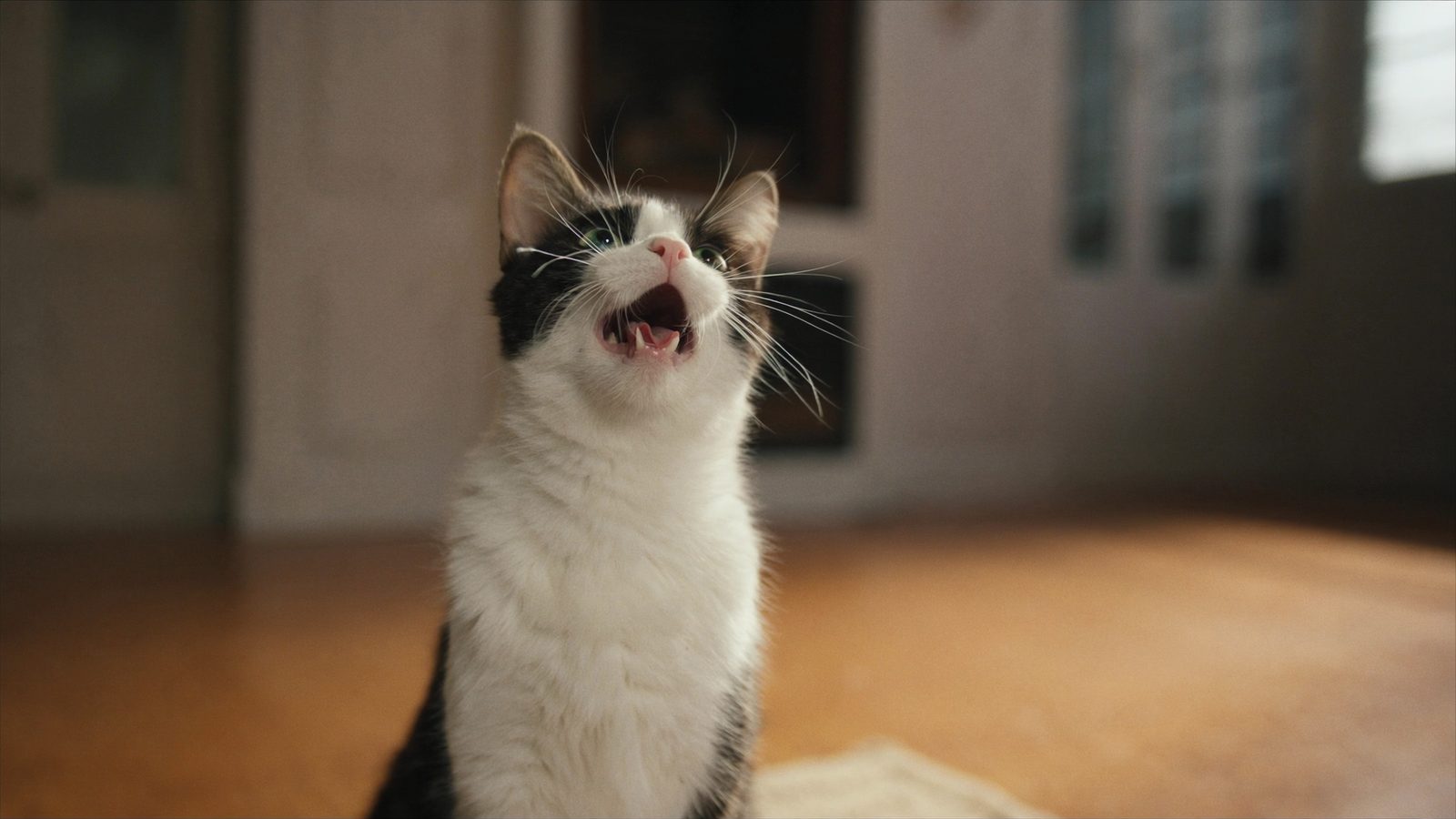Royal canin hypoallergenic gatos