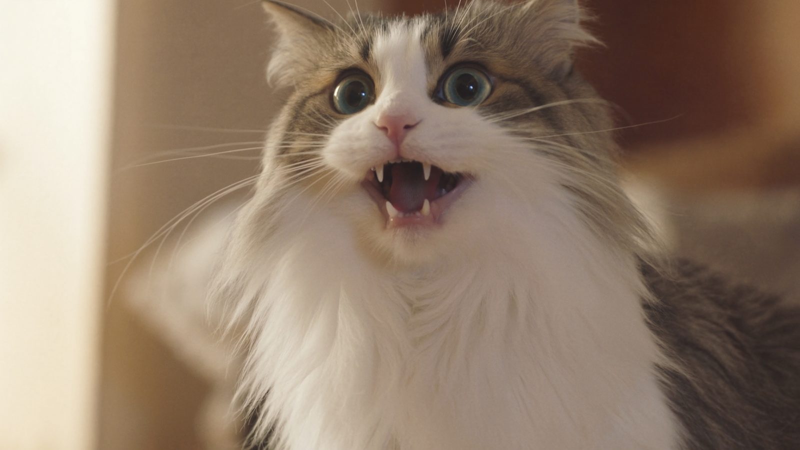 Royal canin para gatos