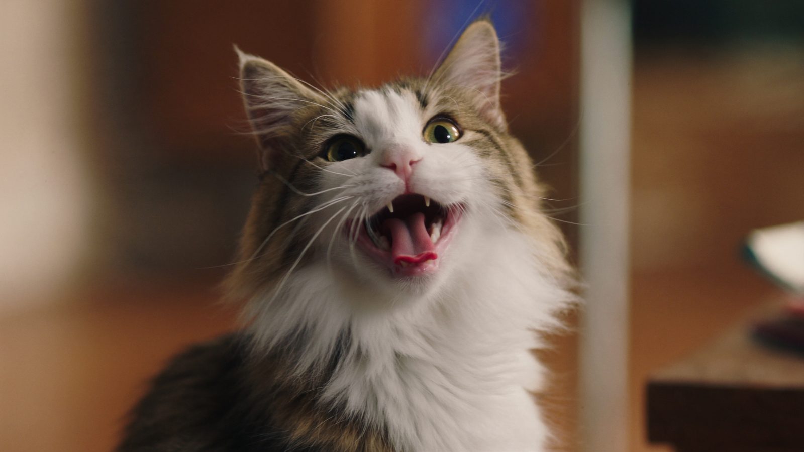 Royal canin sterilised opiniones