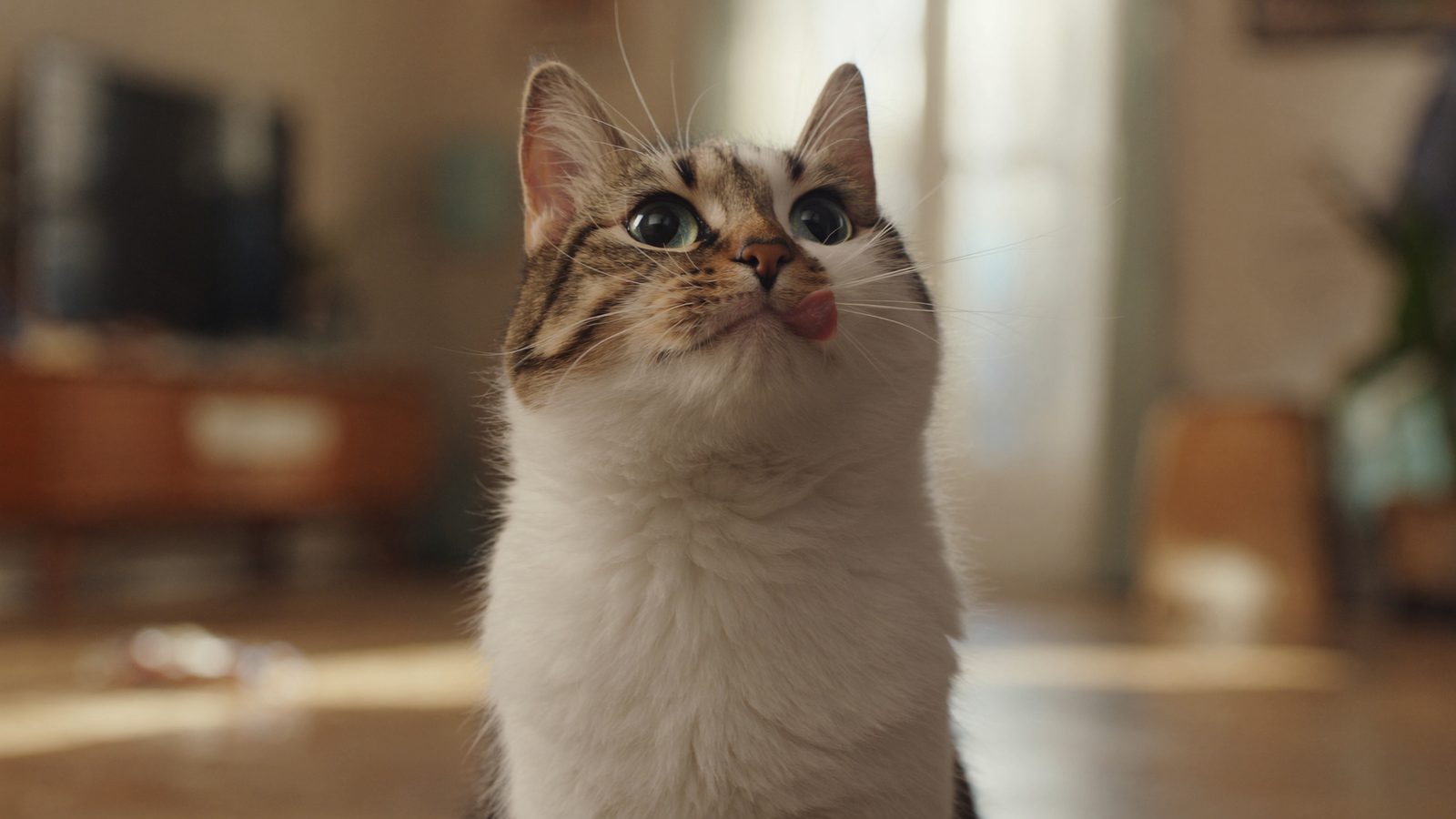 Salvaje pienso gatos
