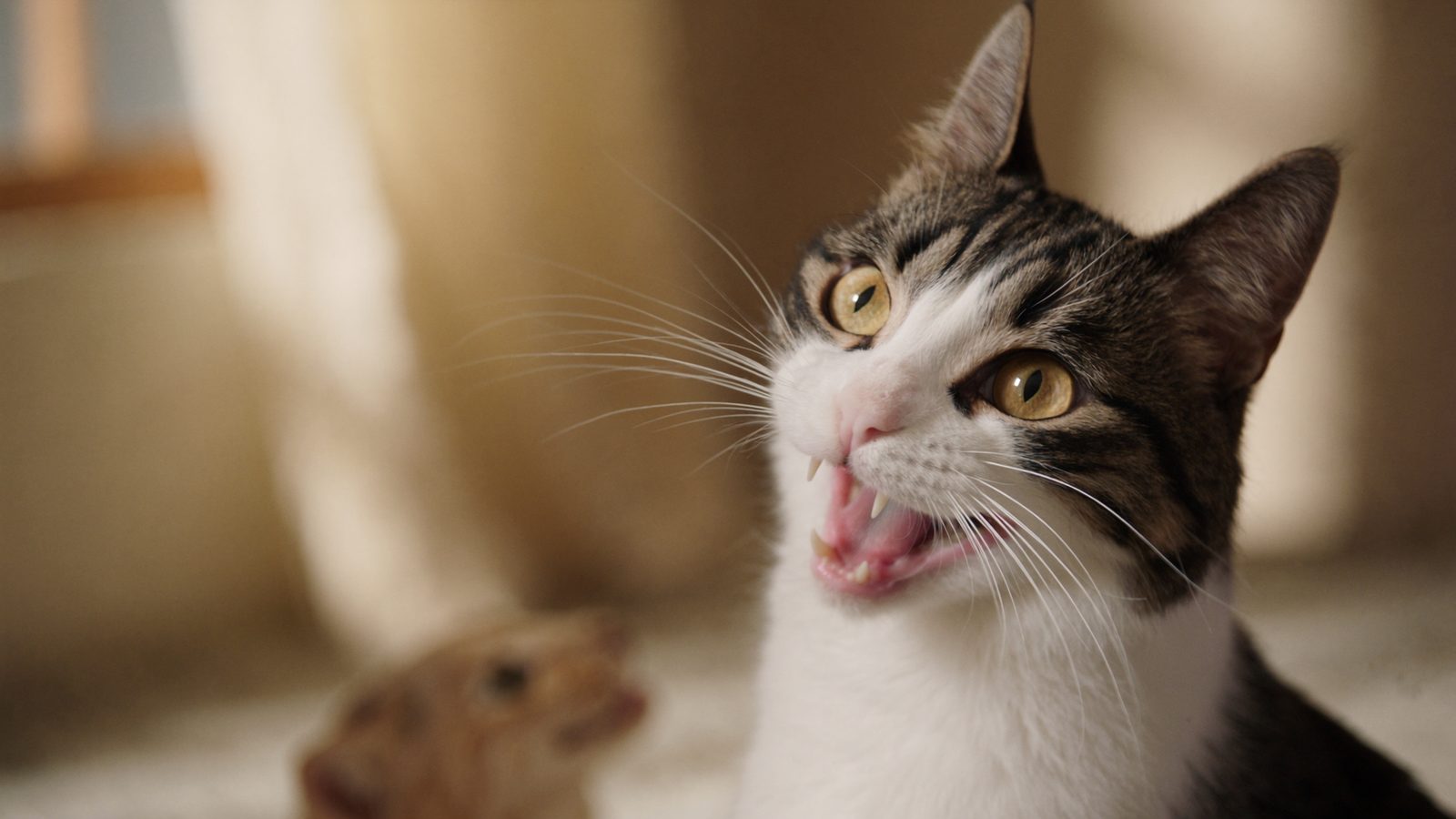 Sante vet seguro gato