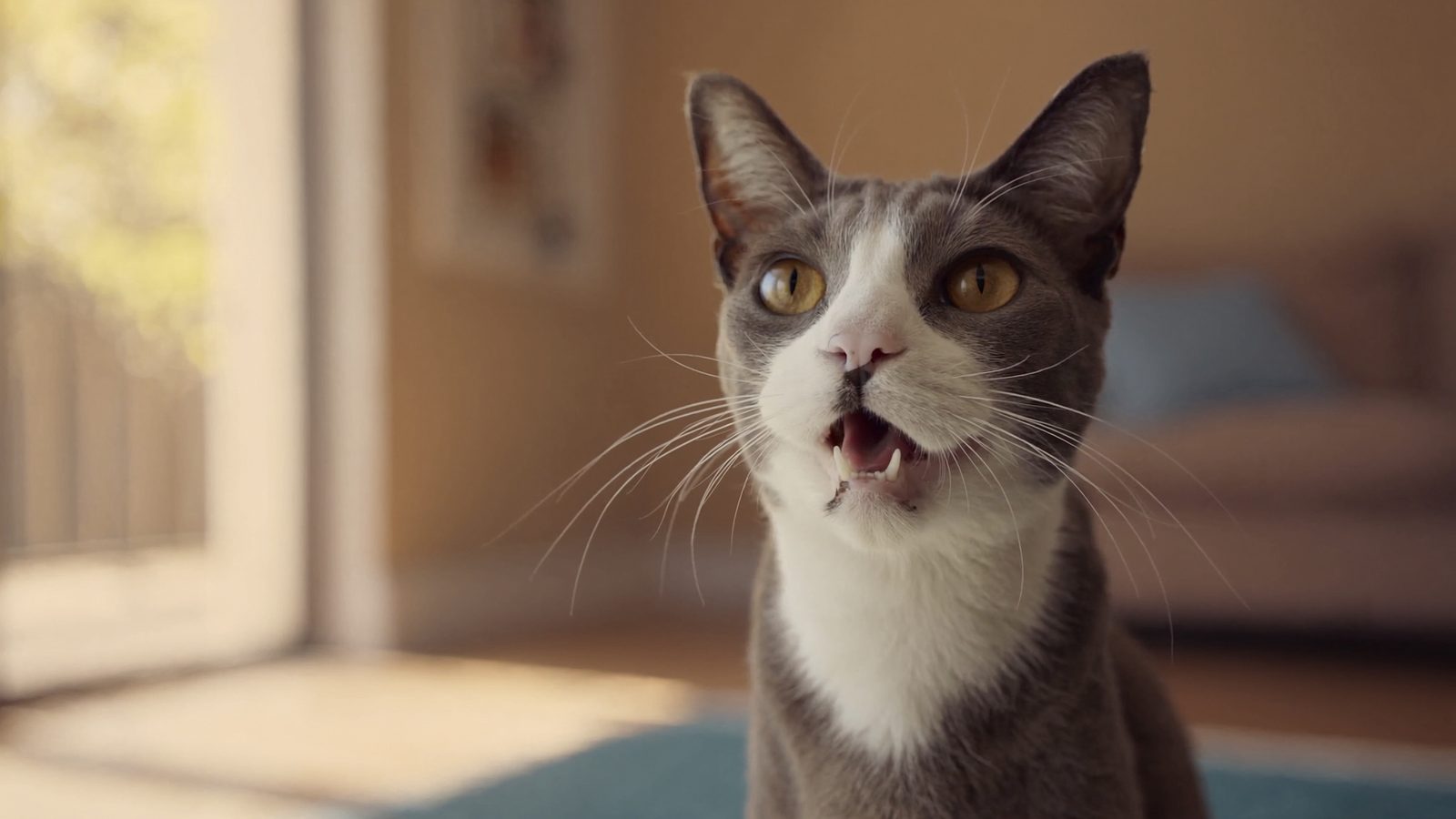 Ventajas de usar alergias alimentarias en gatos sintomas y d