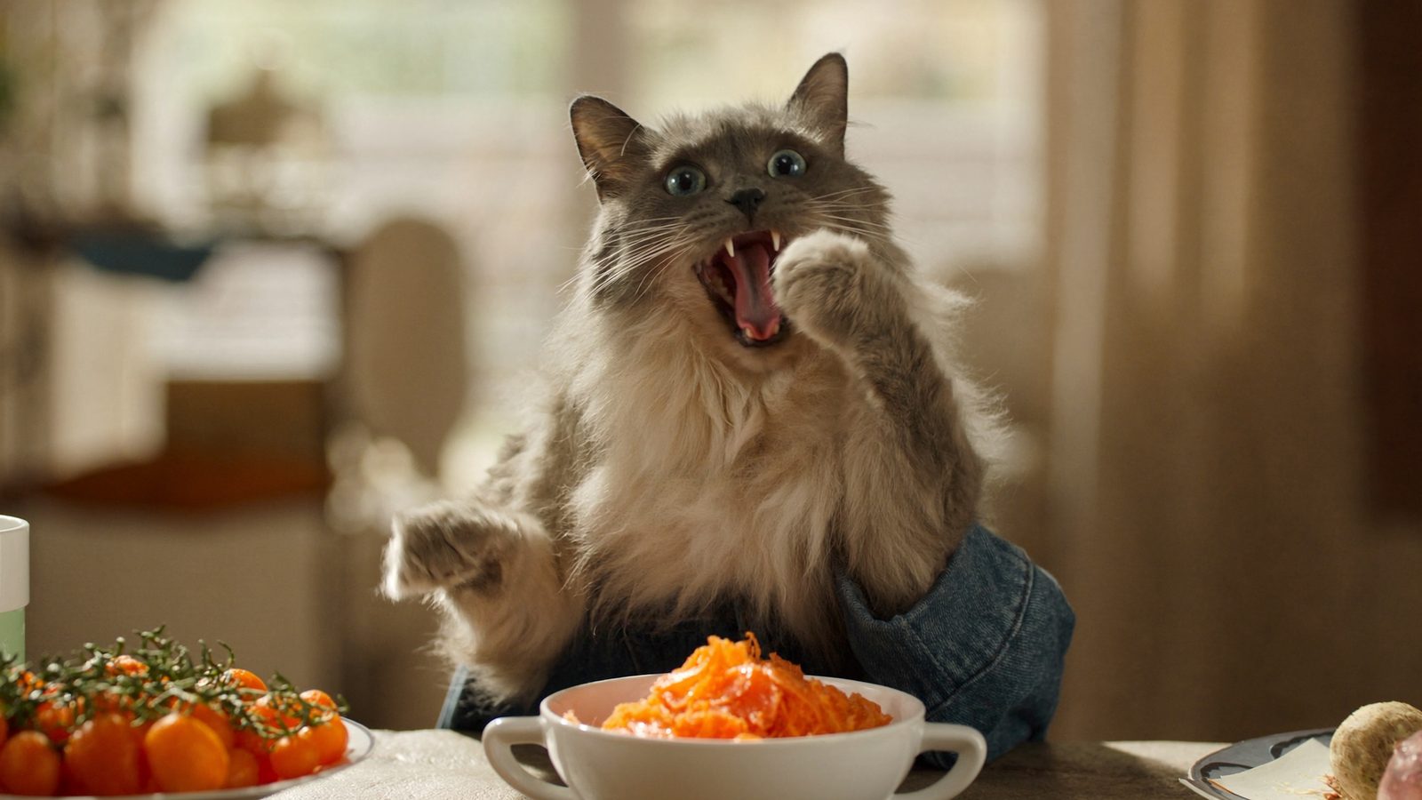 Ventajas de usar alimentacion natural para gatos dieta barf