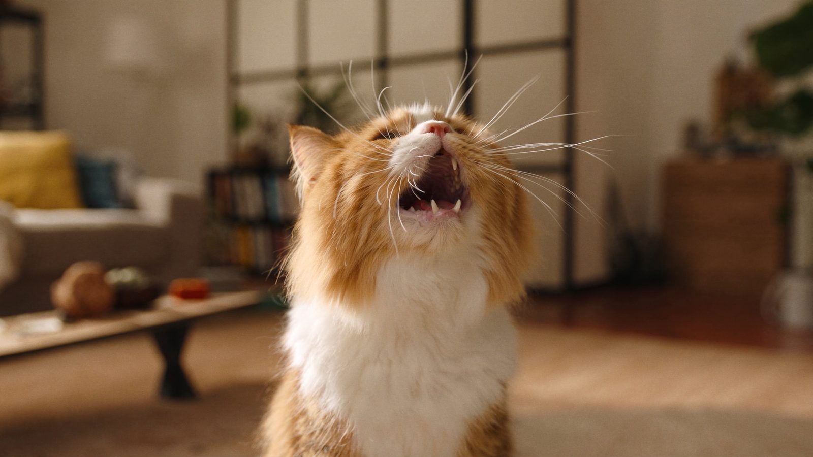 Ventajas de usar mi gato no quiere comer causas y soluciones
