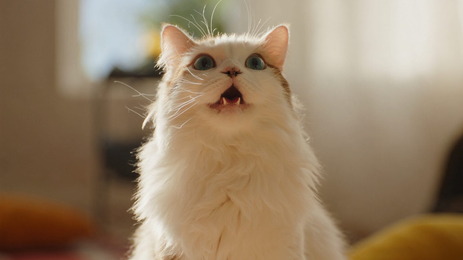Ventajas de usar pienso sin cereales para gatos merece la pe