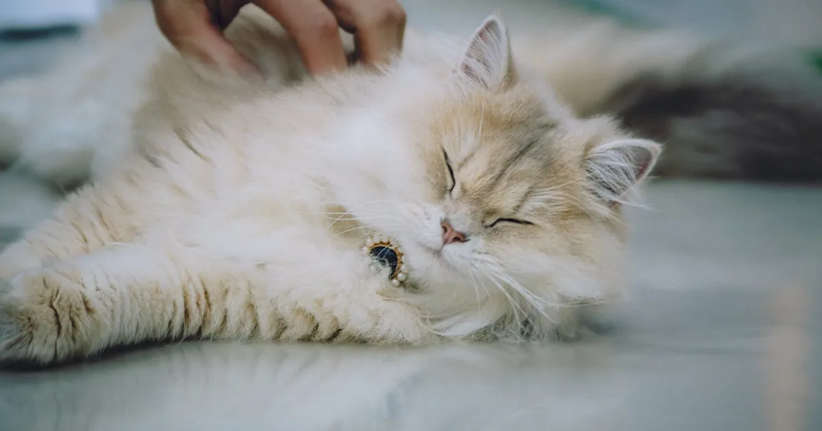 Mejores Areneros para Gatos 2026: Guía de Compra Completa