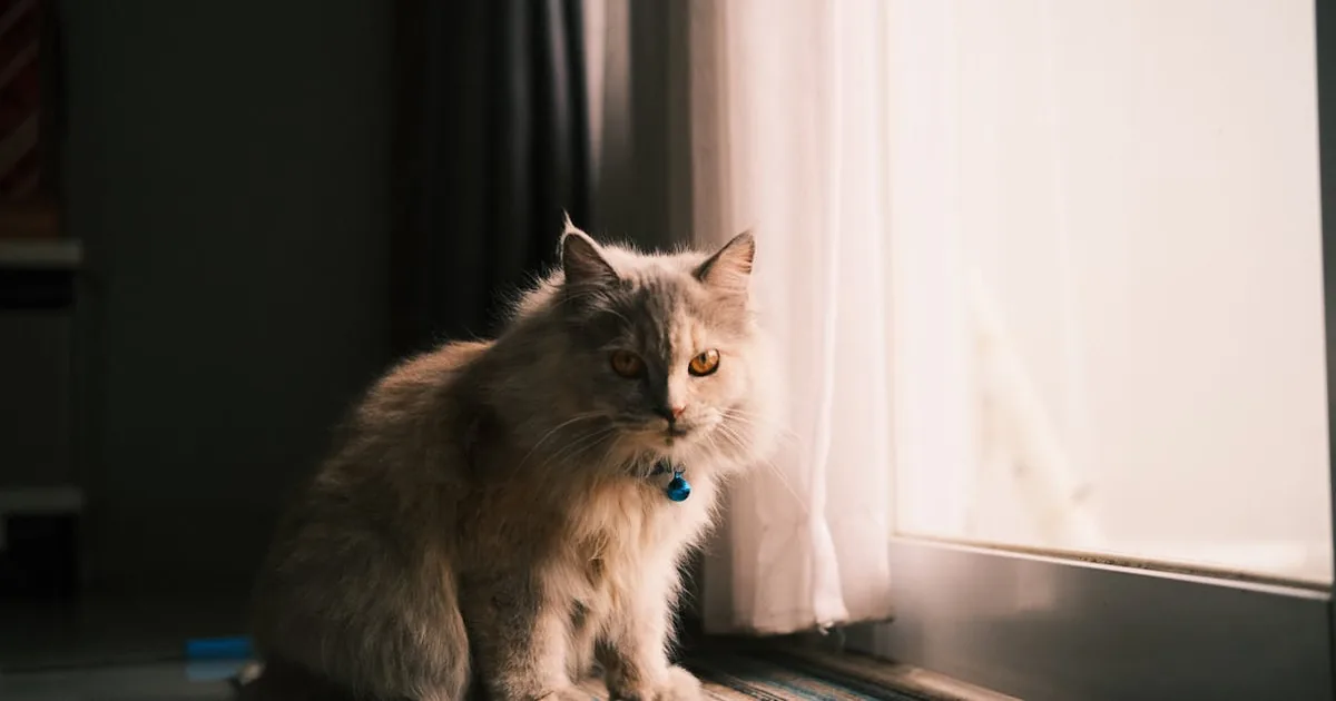 Mi Gato Vomita Despues de Comer: Causas, Soluciones y Cuándo Preocuparse
