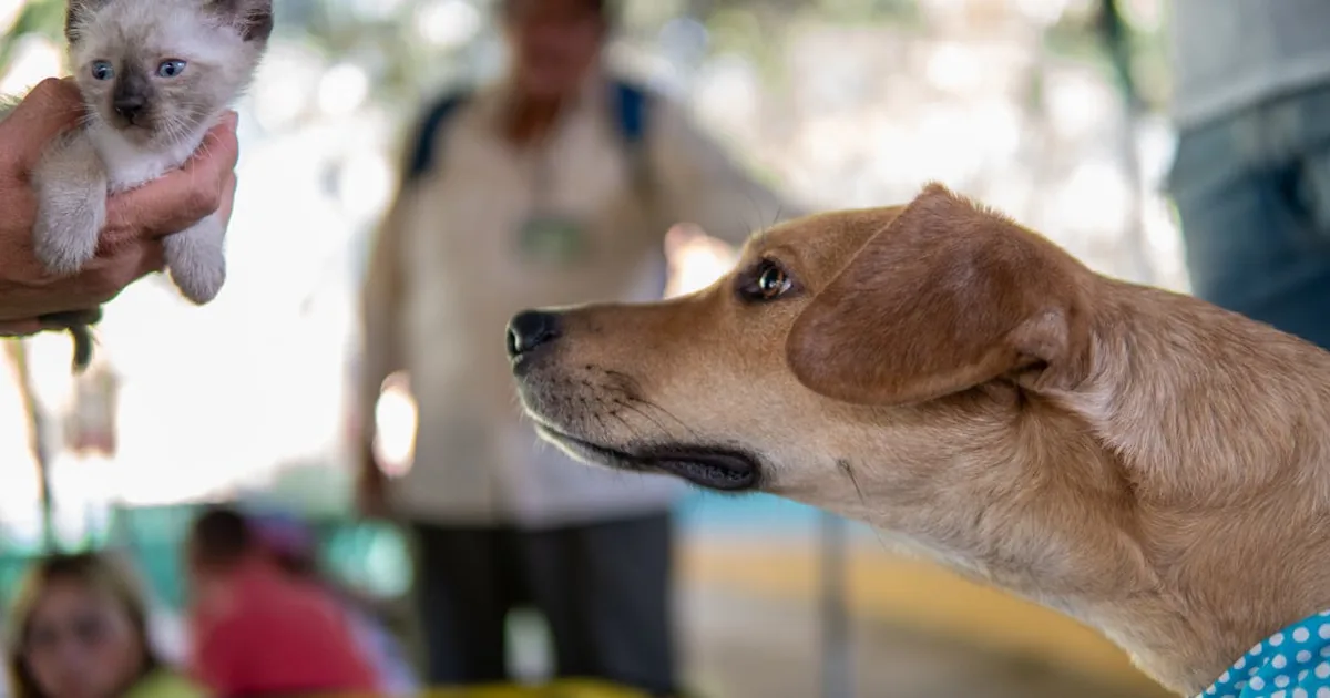 Mejores Piensos Royal Canin para Gatos 2026 Mejores Piensos Royal Canin para Gatos 2026