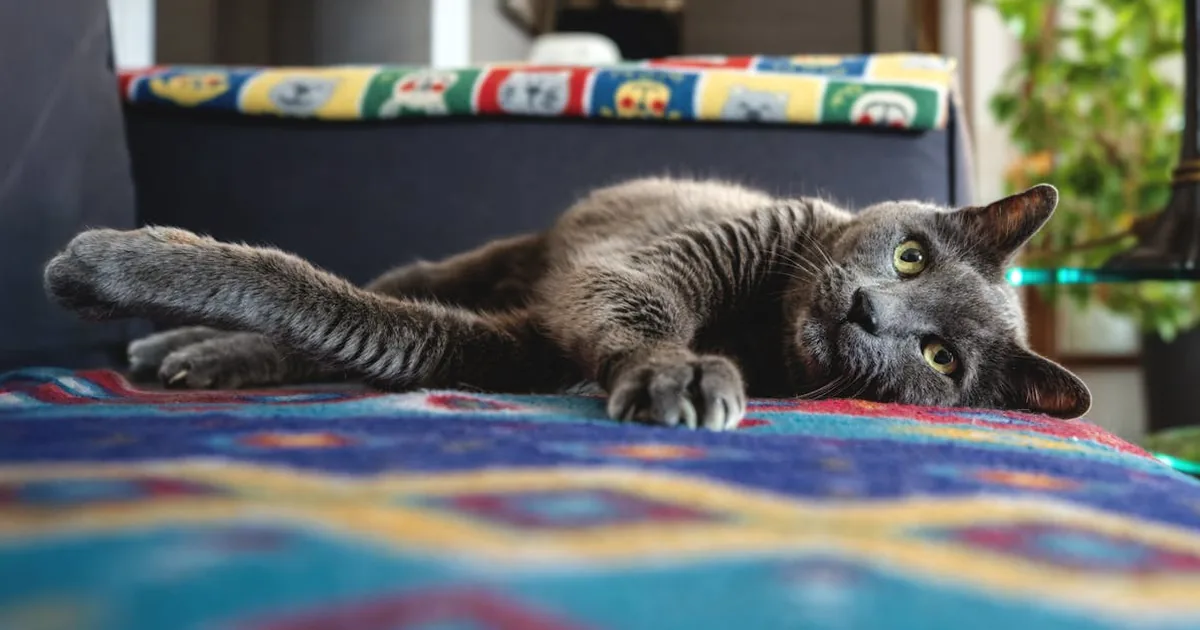 Mejores Rascadores y Arboles para Gatos 2026