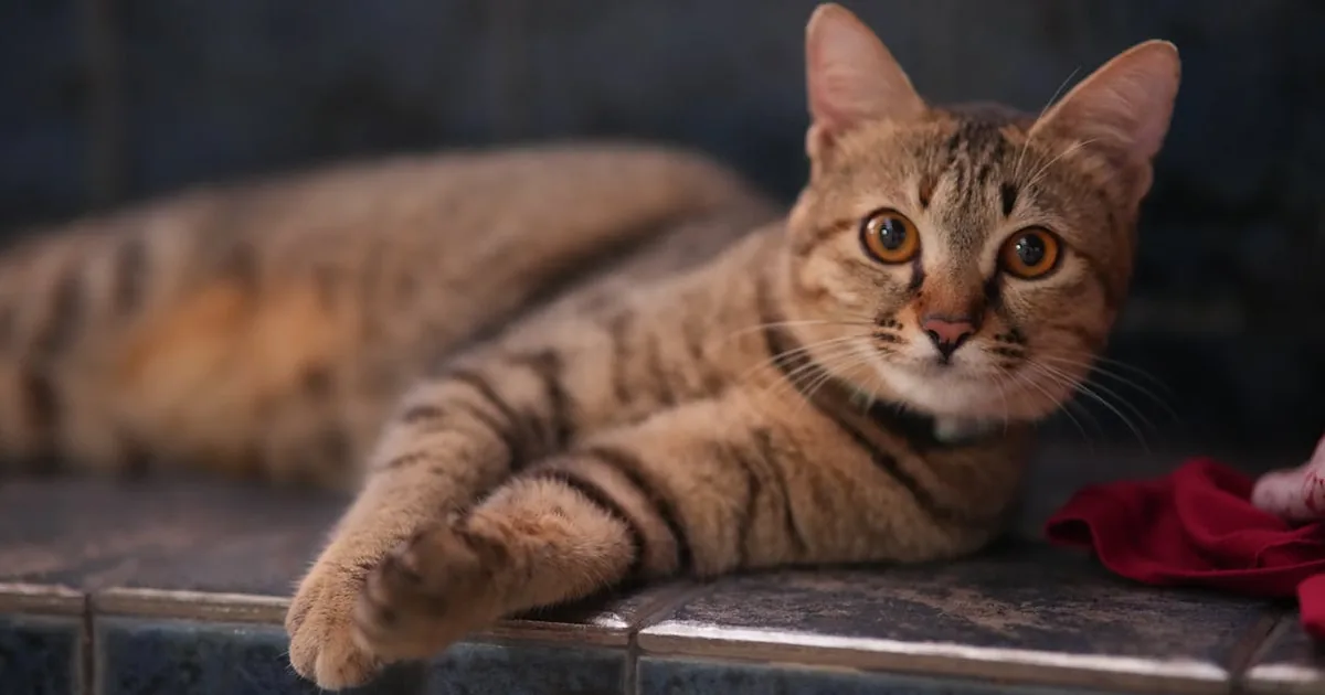 Orijen para Gatos: Opiniones, análisis y Precios 2026