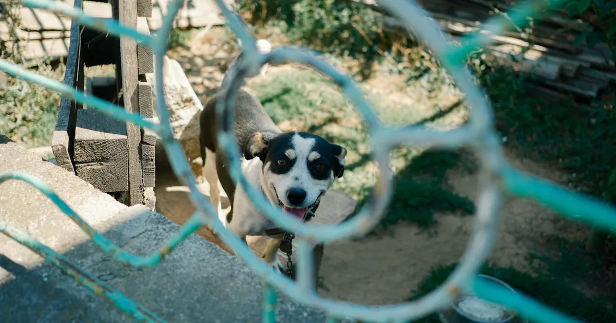 Mejor Pienso para Gatos Esterilizados 2026 Mejor Pienso para Gatos Esterilizados 2026